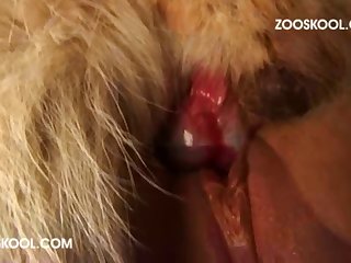 Porno Animali