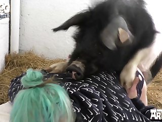 Porno De Animais