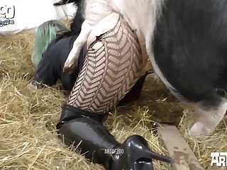 Porno De Animais