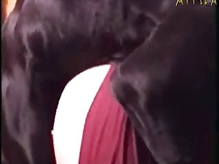 Male Dog Anal Porn