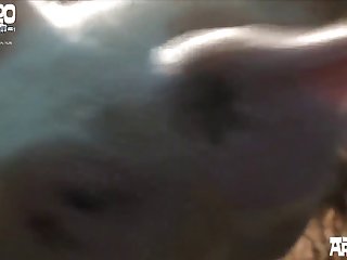 Dog Sex Movie
