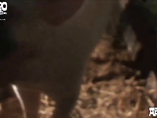 Dog Sex Movie
