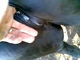 Mulheres Que Transa Com Cavalo