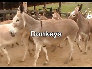 Donkeys Dena's Farm 01